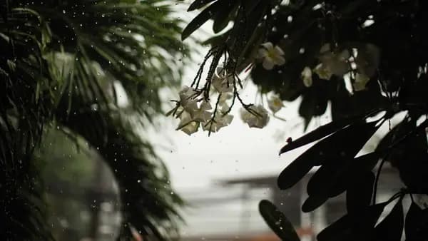 Rain