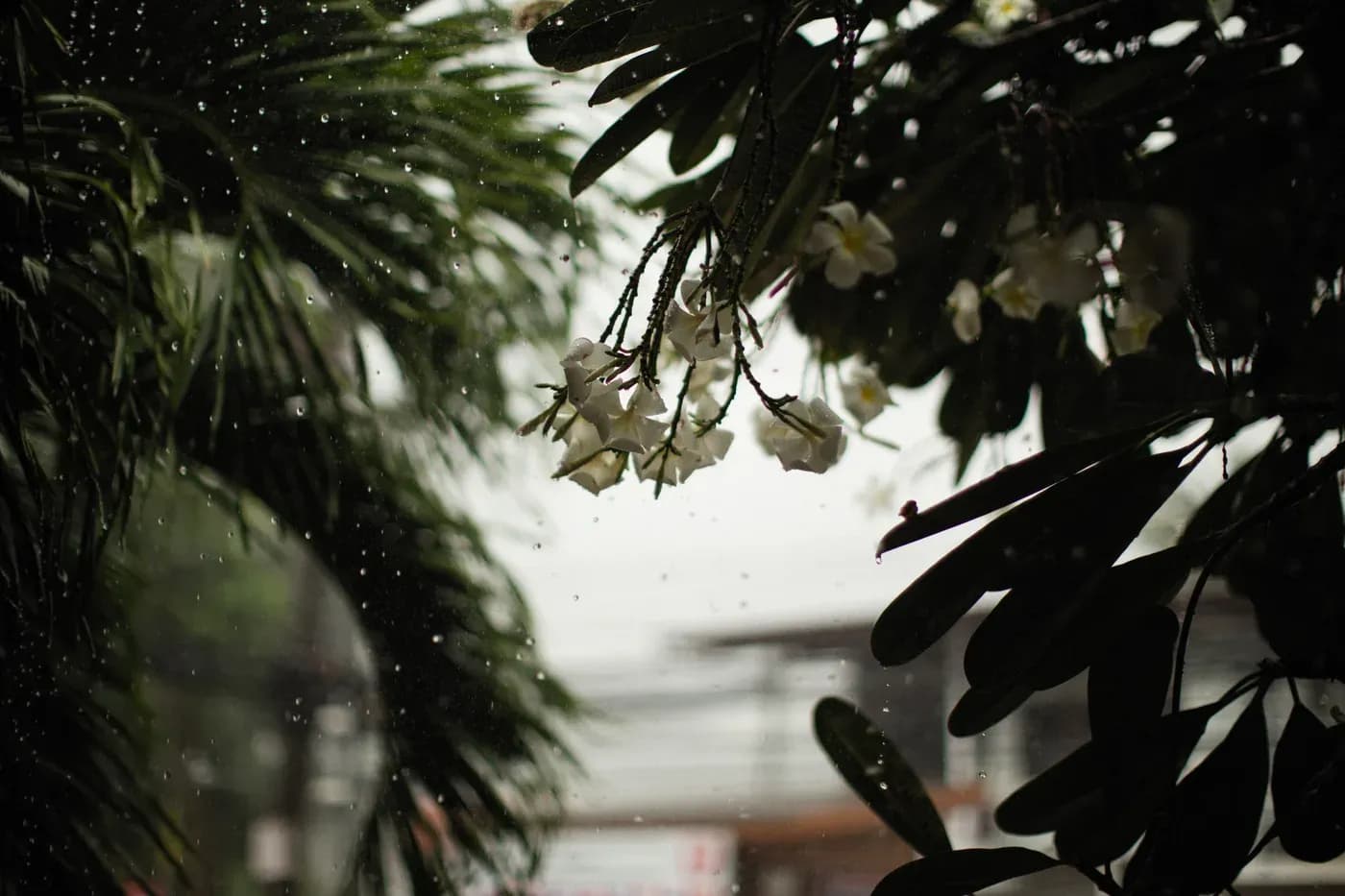 Rain